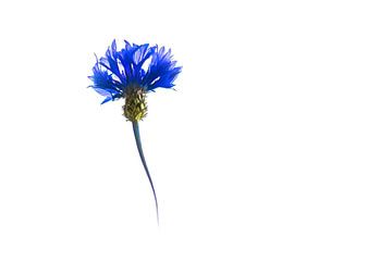 Cornflower by Ron Poot