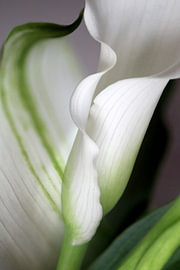 calla sur fantasina