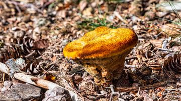 Gouden paddenstoel van Ed Steenhoek
