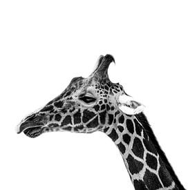 Giraffe close up van Daliyah BenHaim