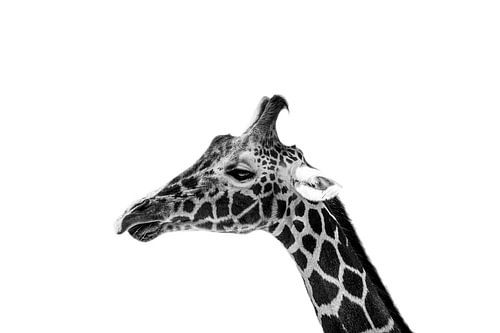 Giraffe close up by Daliyah BenHaim