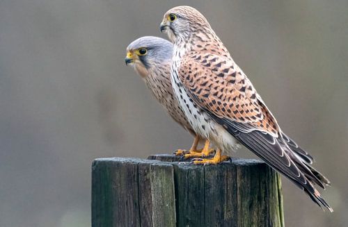 Turmfalke Männchen und Weibchen