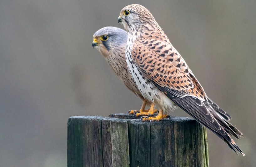 Turmfalke Männchen und Weibchen von Merijn Loch