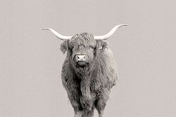 Schottischer Highlander