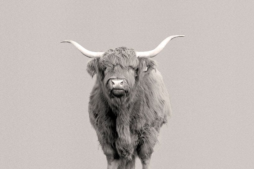 Schotse Hooglander van Janine Bekker Photography