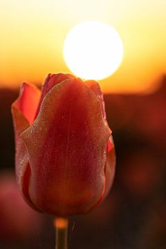 Tulp bij zonsopkomst van Davey Bogaard