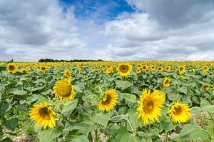 Een veld vol zonnebloemen van Mark Bolijn