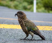 Wild Parrot