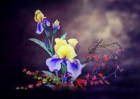 Iris flower  