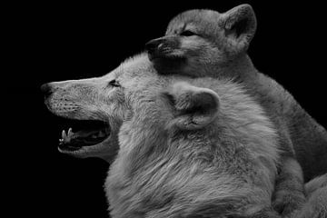 Sécurité - Chiot loup polaire avec sa mère sur Thomas Marx