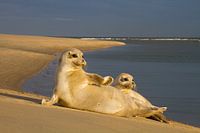 Two seals lying in the sun