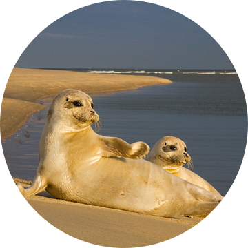 Twee zeehonden liggend in de zon van Beschermingswerk voor aan uw muur