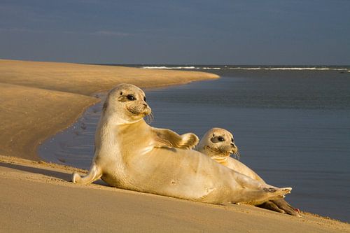 Twee zeehonden liggend in de zon