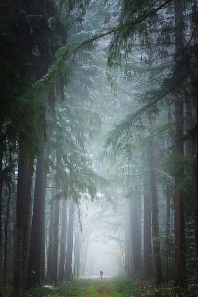 Allee der Kiefern im Winter von KB Design & Photography (Karen Brouwer)