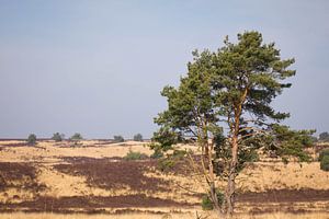 Rozendaalsche Veld