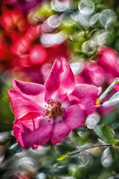 Rose blossom with bokeh by Nicc Koch