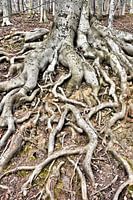 Roots of an old copper beech (Fagus sylvatica)