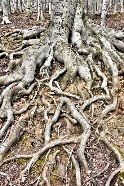 Wortels van een oude beuk (Fagus sylvatica) van Heiko Kueverling