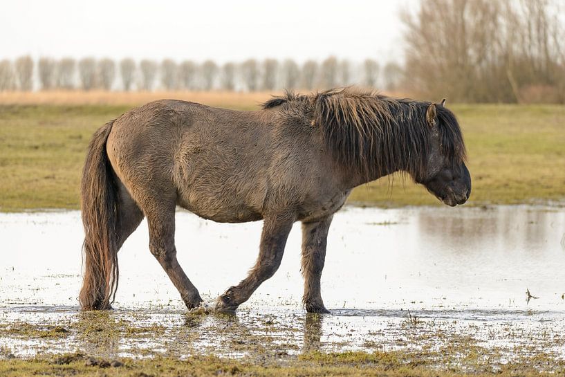 Cheval sauvage Konik dans la réserve naturelle d'Oostvaardersplassen. par Sjoerd van der Wal Photographie