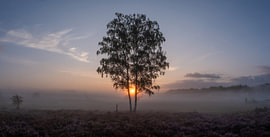 Sunrise over the heath in bloom in De Teut, Zonhoven, Belgium. by Bart Ceuppens