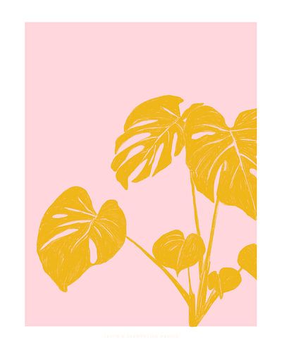 Pandc Houseplant Copy