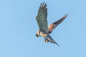 Turmfalke 02