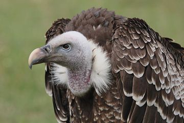 Rüppells Gier (Gyps rueppelli) van Ronald Pol