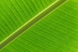Banana leaf by Kees Korbee