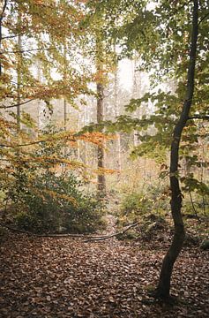 Promenade automnale sur Lisa Bouwman