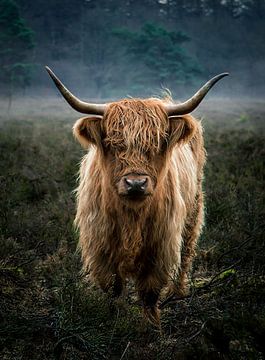 Scottish Highlander in the morning light. by Hans Buls Photography