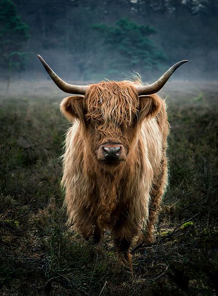 Highlander écossais dans la lumière du matin. par Hans Buls Photography