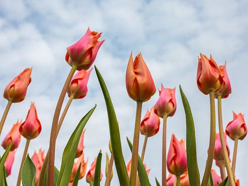 Zie de tulpen groeien