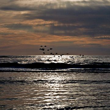 Zeevogels boven de glinsterende zee in Jutland van Silva Wischeropp