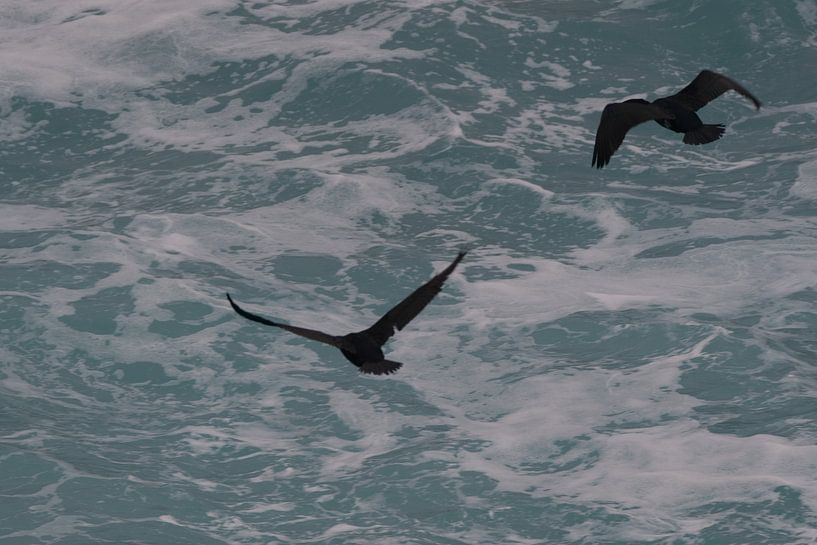 Les cormorans au dessus du ressac par Kai Müller