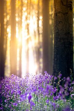 Kleuren van bos ochtend fotoprint | Hallerbos, Blauwe Woud België | dageraad zonsopgang natuurfotografie van An Rogier