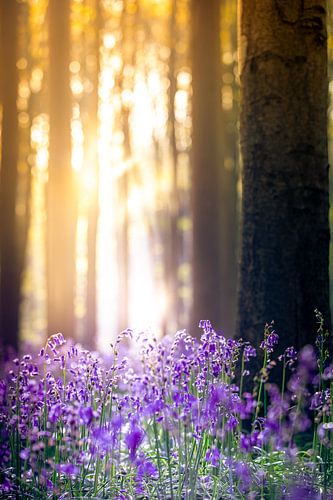 Dämmerung im Zauberwald