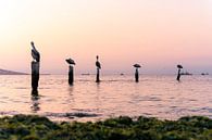 Five pelicans in Paracas - Lima by Pascal van den Berg thumbnail