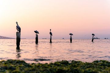 Fünf Pelikane in Paracas - Lima von Pascal van den Berg