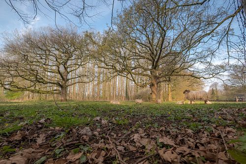 Schapen onder oude bomen