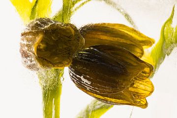 Fritillaria in Eis 2 von Marc Heiligenstein
