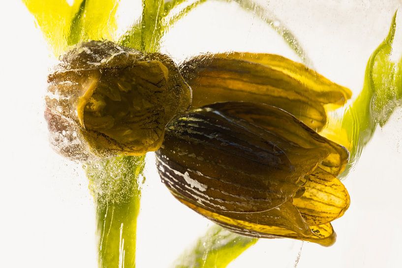 Fritillaria in ijs 2 van Marc Heiligenstein