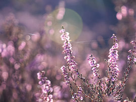 Backlight on the Heath by Willemijn Wolthaus