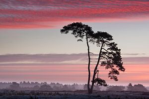 Sunrise. van Piet Haaksma