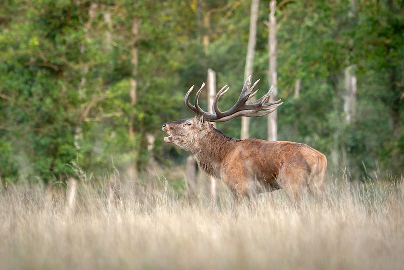 cerf élaphe en train de bramer par Andy van der Steen - Fotografie
