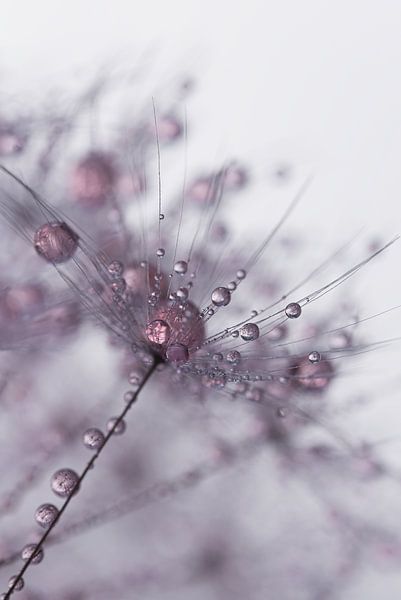 Old pink drops on a fluff by Marjolijn van den Berg
