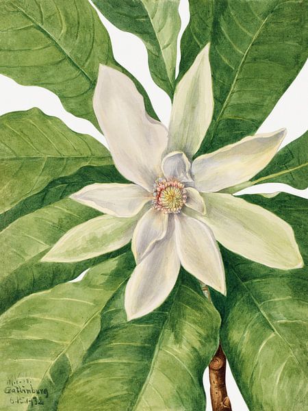Mary Vaux Walcott - Umbrella Tree Magnolia von Old Masters