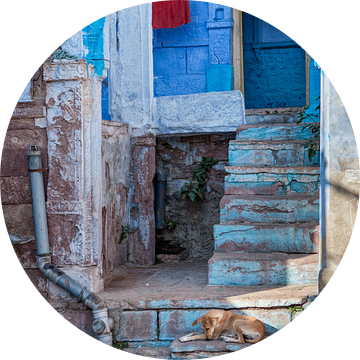 Slapende hond op blauwe trap in Jodhpur India. Wout Kok One2expose van Wout Kok