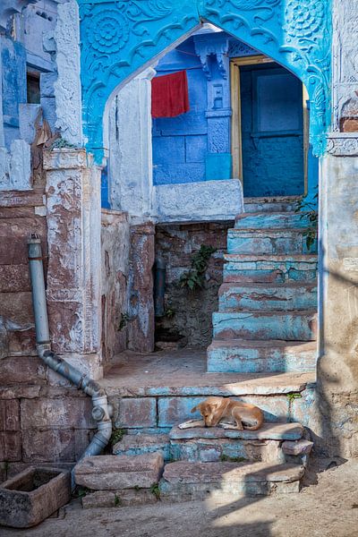 Chien endormi sur des escaliers bleus à Jodhpur en Inde. Wout Kok One2expose par Wout Kok