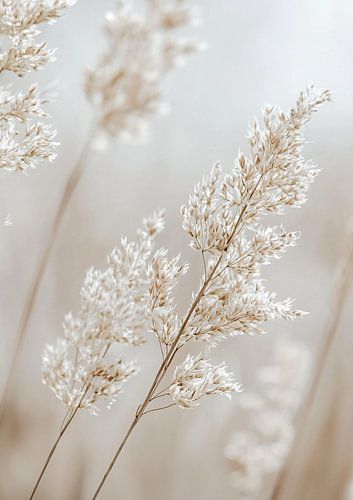 Doux murmure du vent à travers les chaumes sauvages