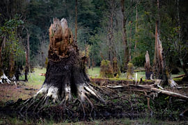 Plaggenburg Moor in Ostfriesland -3 von Naturfotograf in Ostfriesland